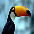 Tucan